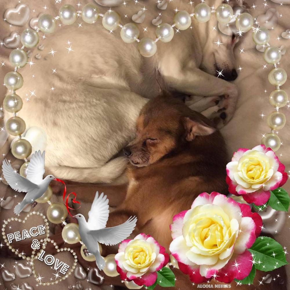 Meet your Posher, Donna